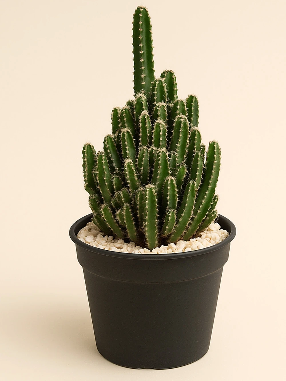 Cereus Peruvianus Paolina - salon-ofis-bitkileri - Lalezar Botanik