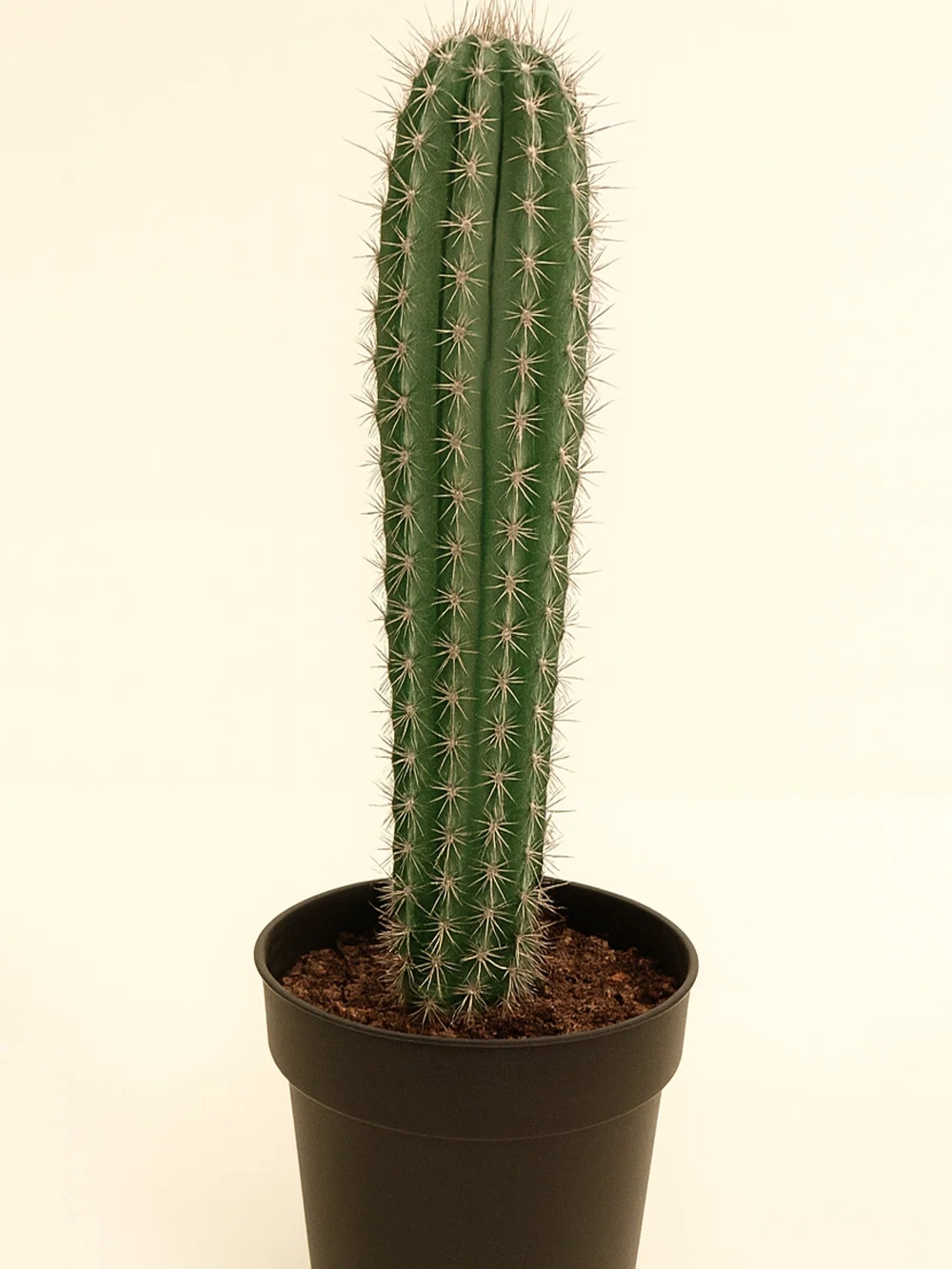 Cereus Repandus 60 cm Cereus Repandus 60 cm - salon-ofis-bitkileri - Lalezar Botanik