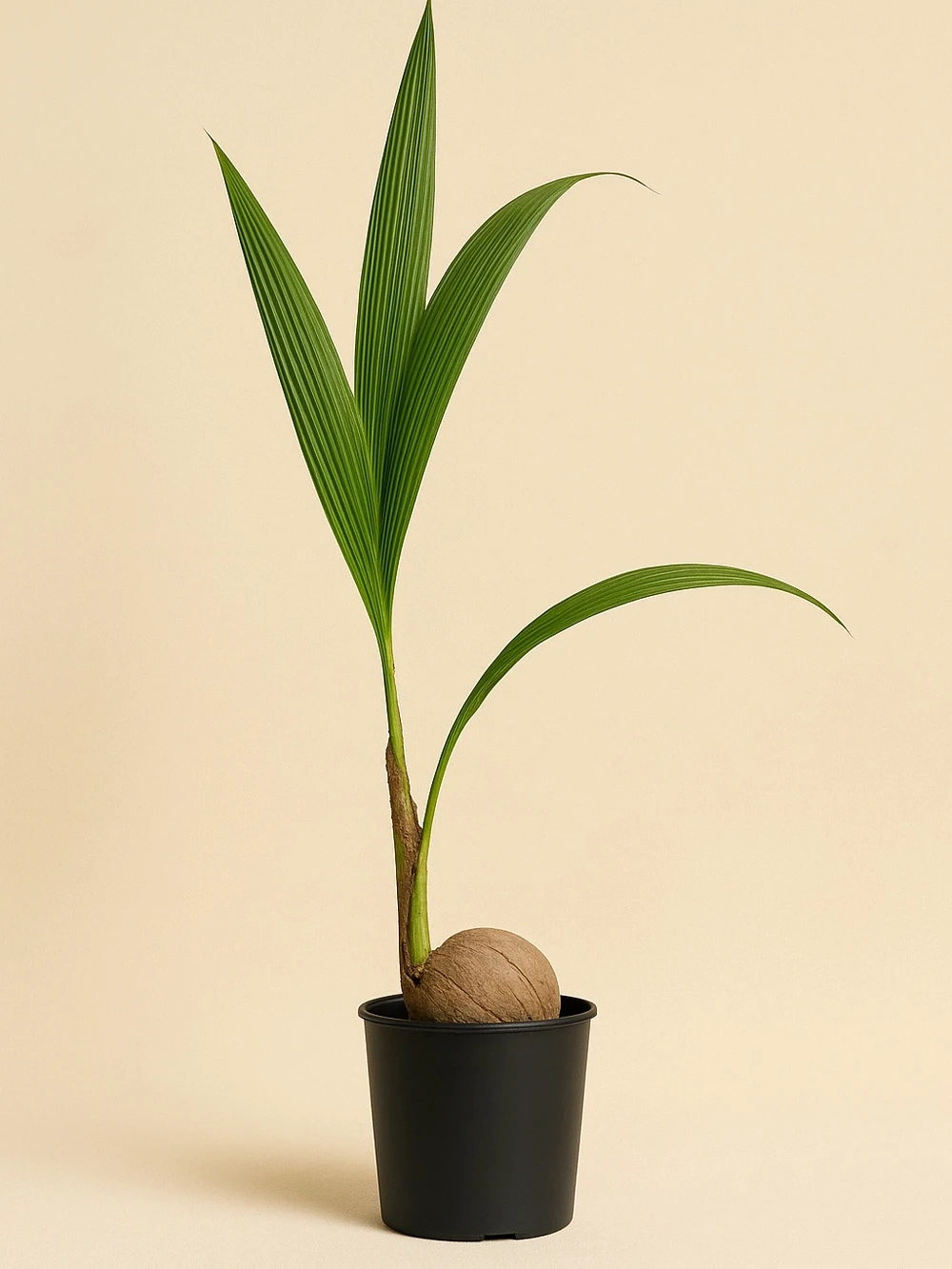 Cocos Palm 120 cm Cocos Palm 120 cm - salon-ofis-bitkileri - Lalezar Botanik