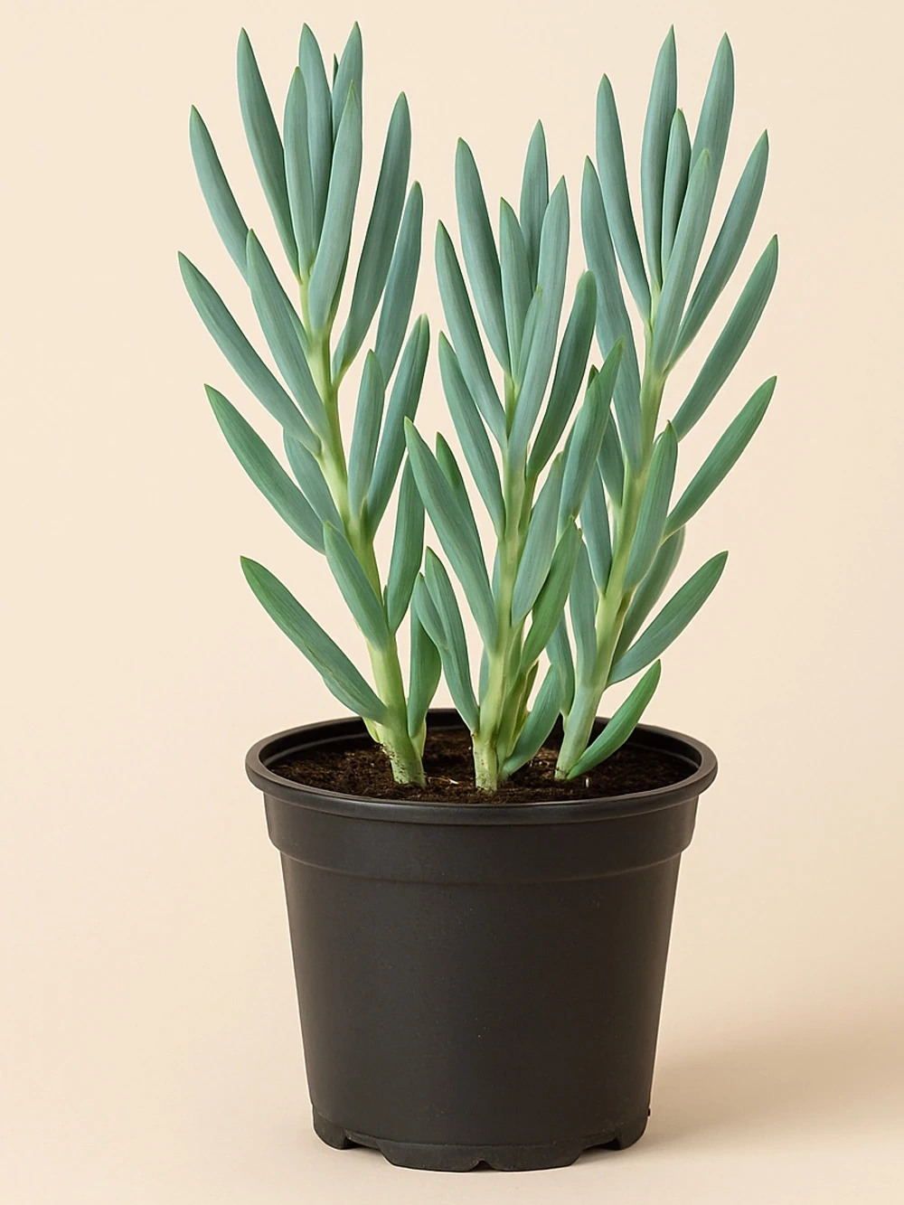 Senecio Curio Ficoides Mount Everest - salon-ofis-bitkileri - Lalezar Botanik
