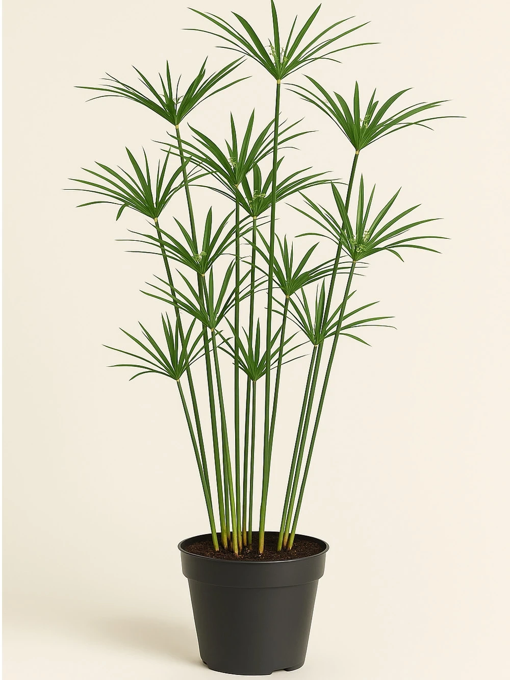 Cyperus Alternifolius Japon Şemsiyesi - salon-ofis-bitkileri - Lalezar Botanik