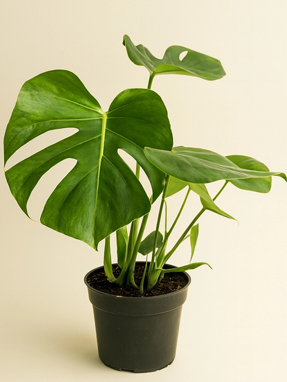 Deve Tabanı Monstera 30 cm-40 cm - salon-ofis-bitkileri - Lalezar Botanik