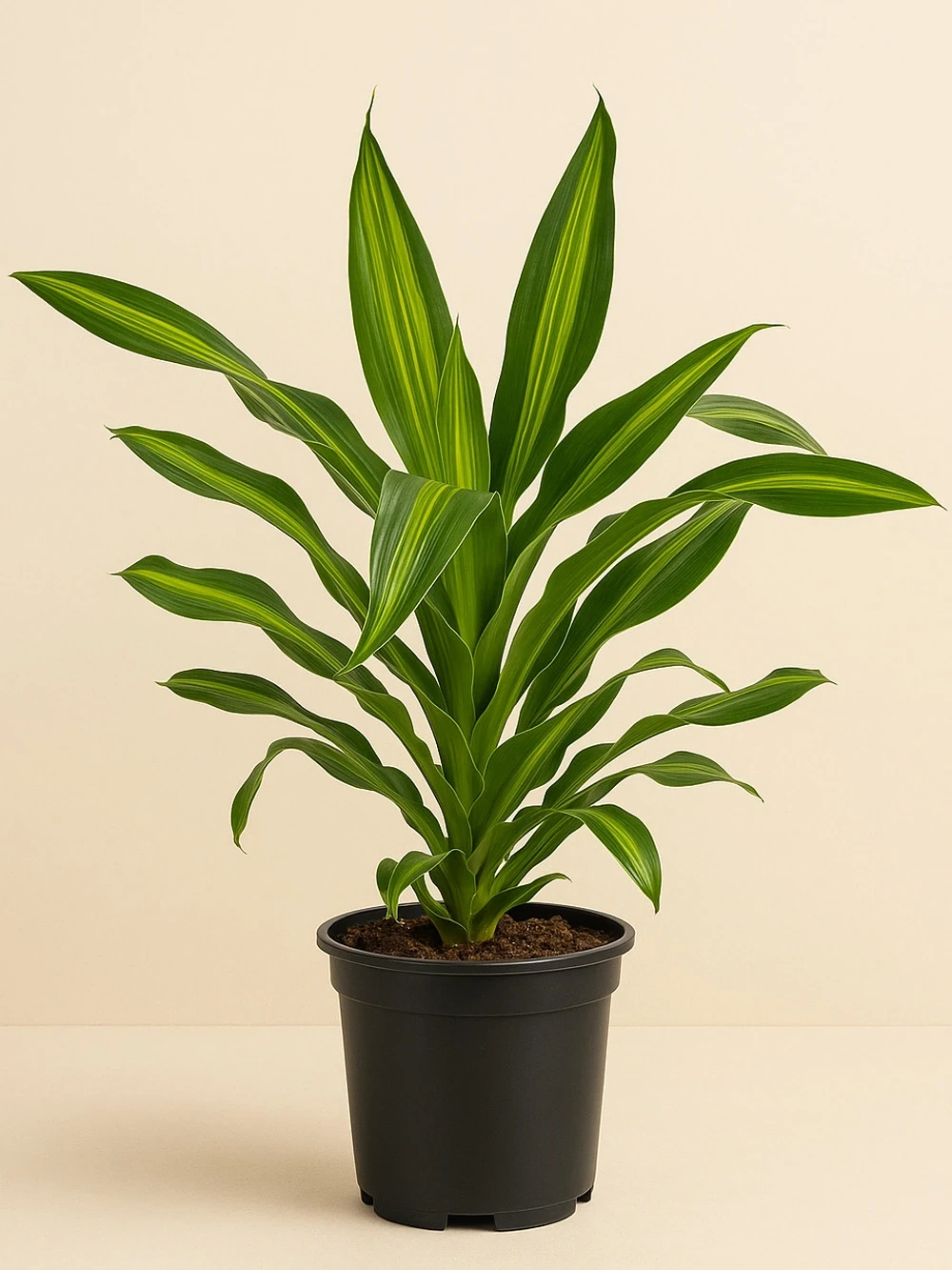 Dracaena Burley - salon-ofis-bitkileri - Lalezar Botanik