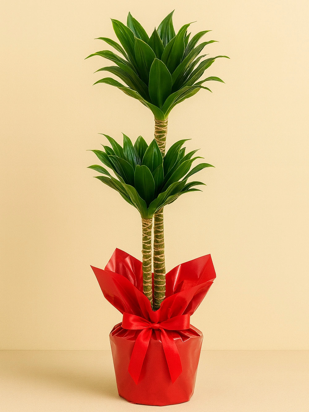 Dracaena Fragrans Compacta 2 Kök 90 cm Hediye Paketli Dracaena Fragrans Compacta 2 Kök 90 cm Hediye Paketli - salon-ofis-bitkileri - Lalezar Botanik