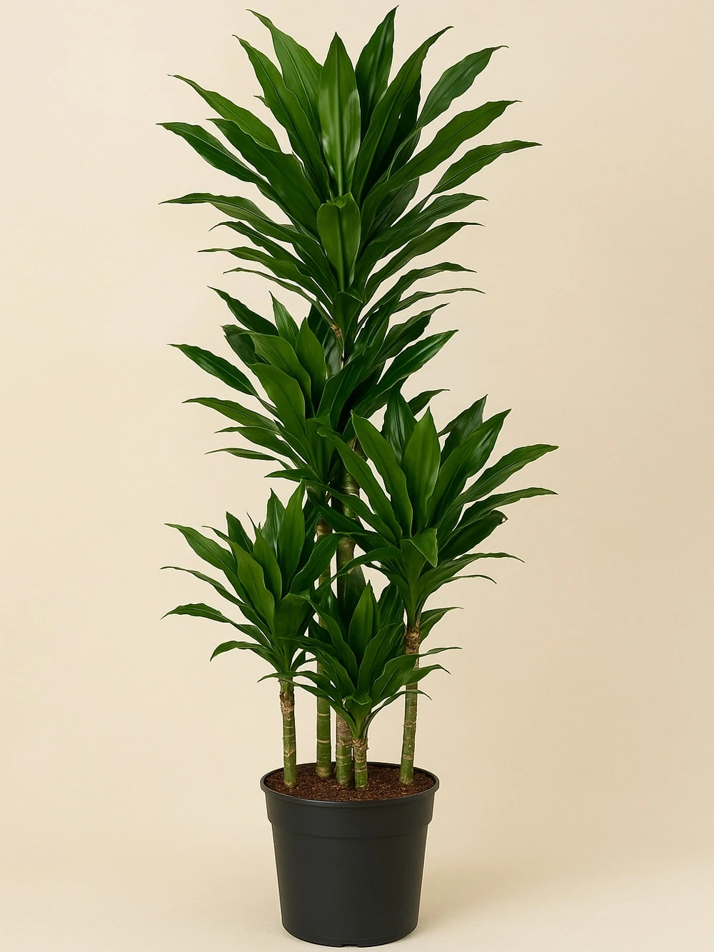Dracaena Fragrans Janet 5 Kök 190 cm Dracaena Fragrans Janet 5 Kök 190 cm - salon-ofis-bitkileri - Lalezar Botanik