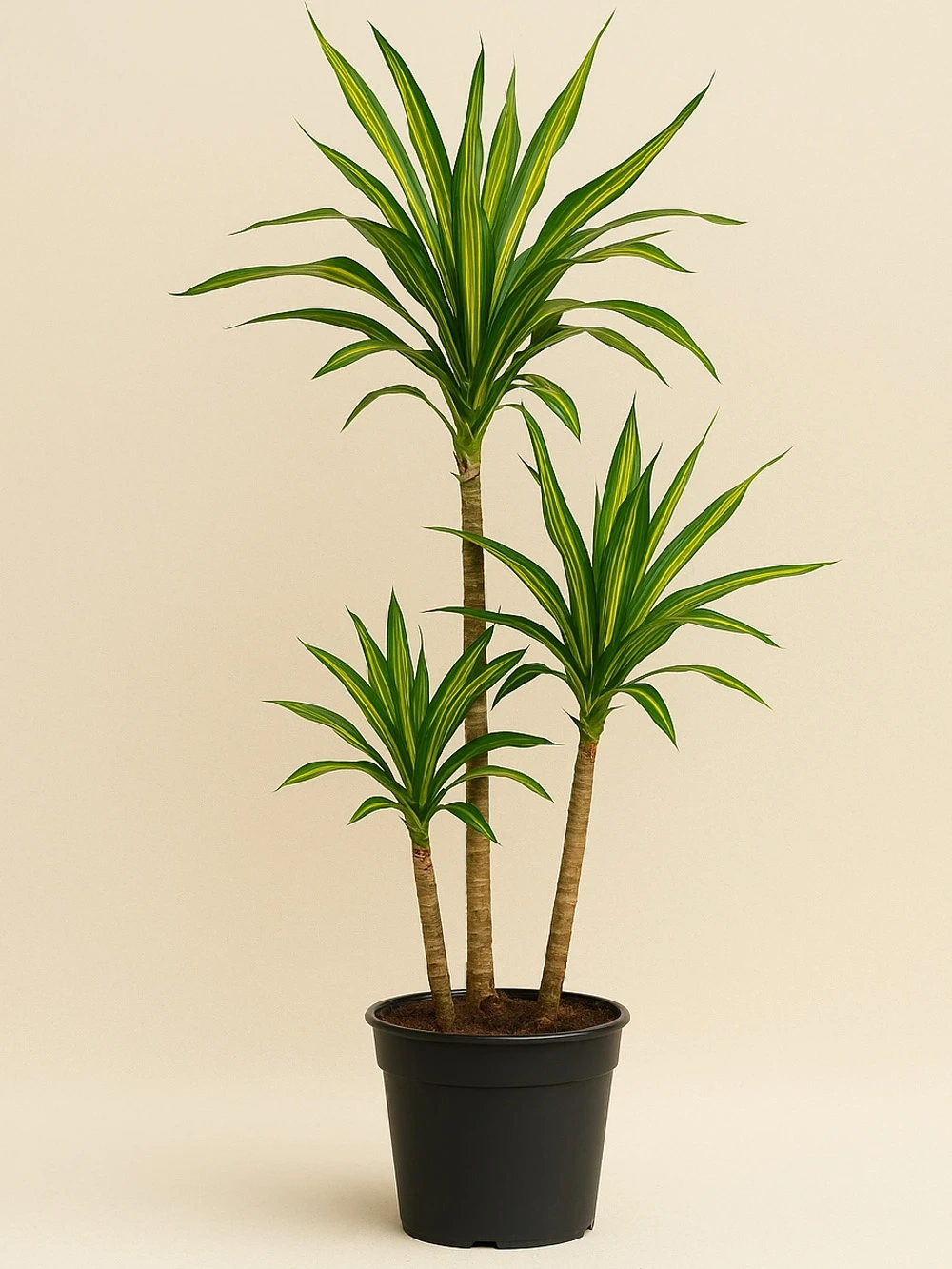 Dracaena Fragrans Riki 3 Kök 110 cm Dracaena Fragrans Riki 3 Kök 110 cm - salon-ofis-bitkileri - Lalezar Botanik