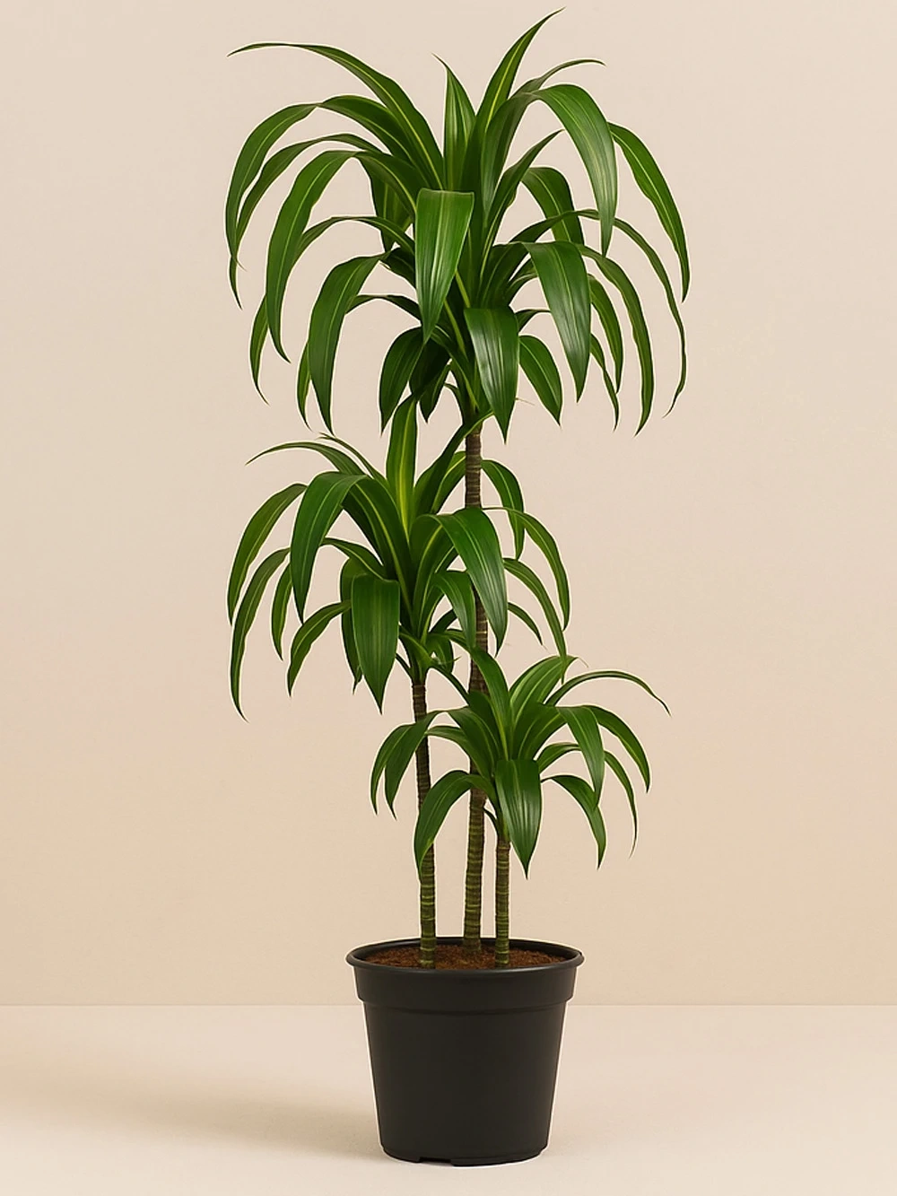 Dracaena Hawaiian Sunshine 3 Kök 110 cm Dracaena Hawaiian Sunshine 3 Kök 110 cm - salon-ofis-bitkileri - Lalezar Botanik