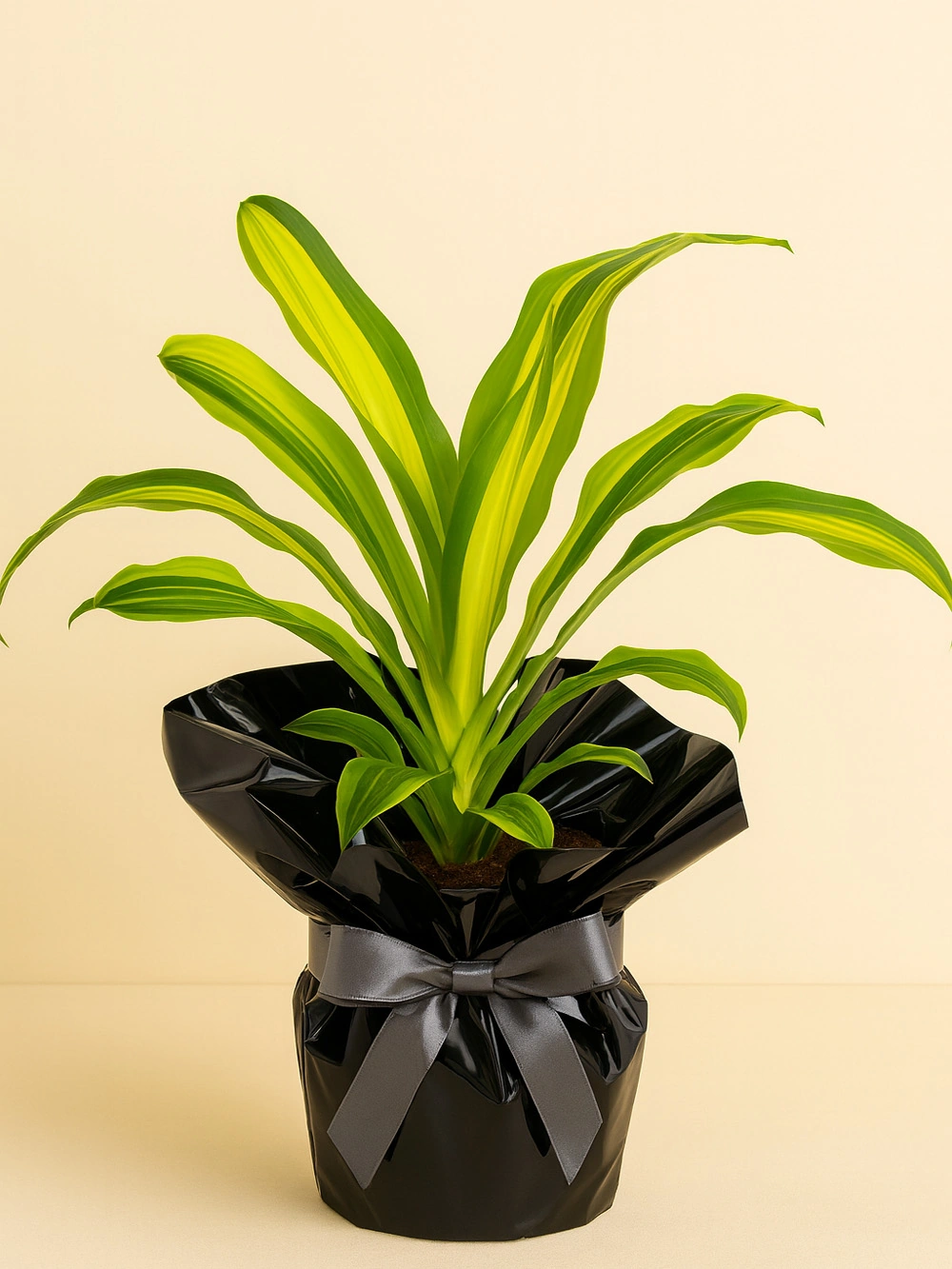 Dracaena Lemon Lime Tek Kök Hediye Paketli Dracaena Lemon Lime Tek Kök Hediye Paketli - salon-ofis-bitkileri - Lalezar Botanik