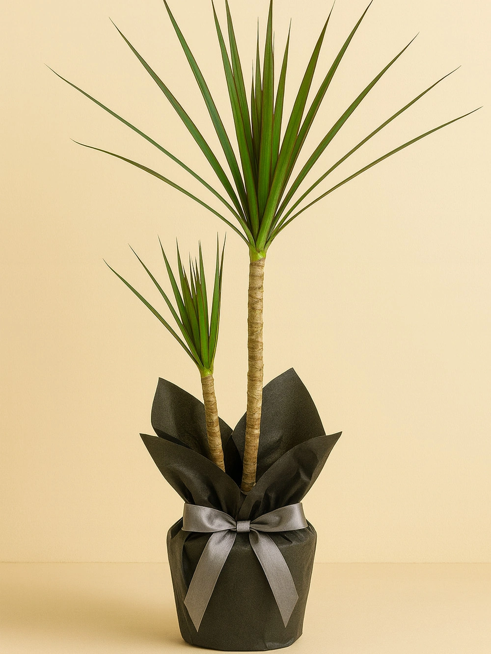 Dracaena Marginata 2 Kök 90 cm Hediye Paketli Dracaena Marginata 2 Kök 90 cm Hediye Paketli - salon-ofis-bitkileri - Lalezar Botanik