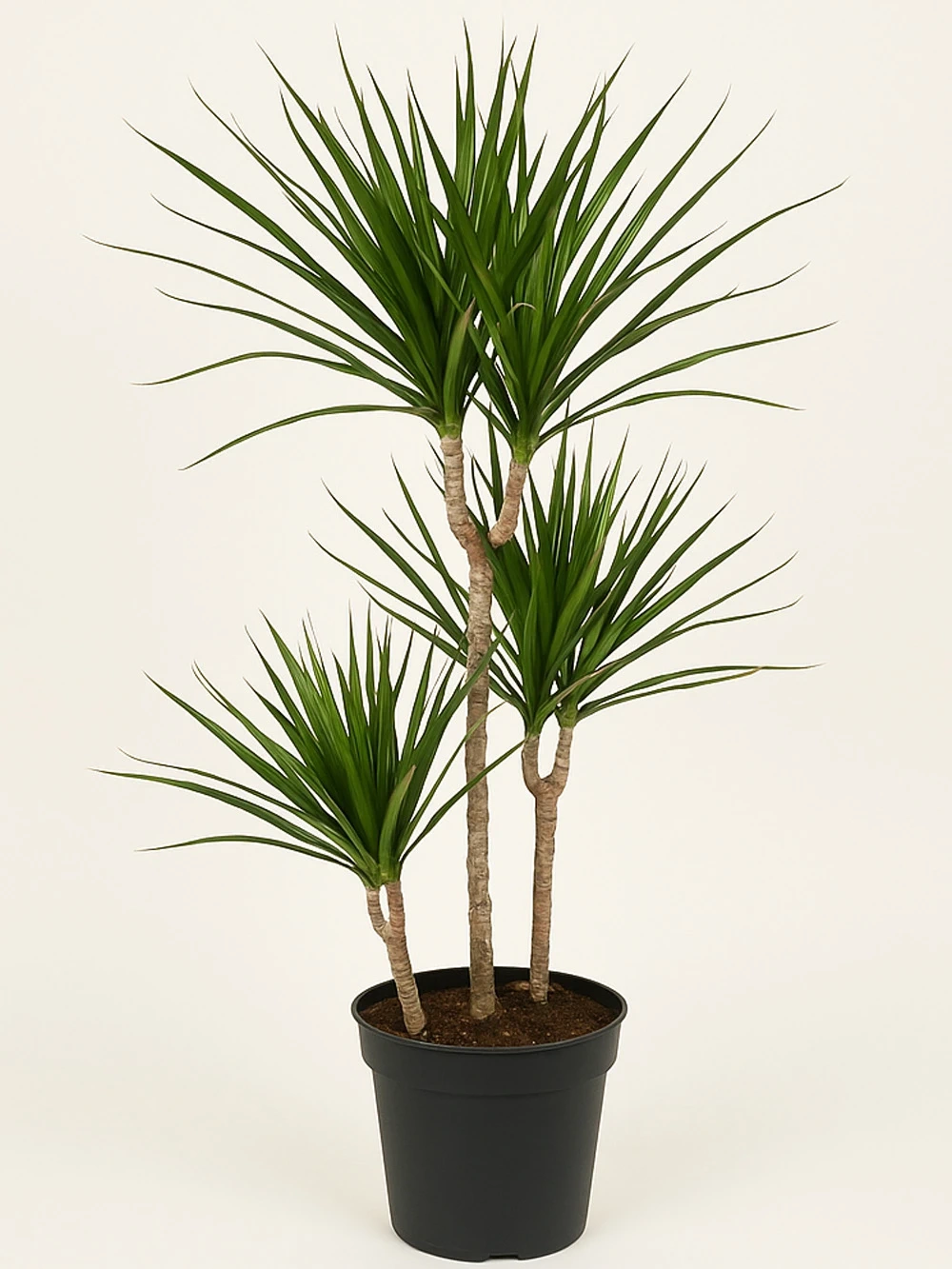 Dracaena Marginata 3 Kök 110 cm Dracaena Marginata 3 Kök 110 cm - salon-ofis-bitkileri - Lalezar Botanik