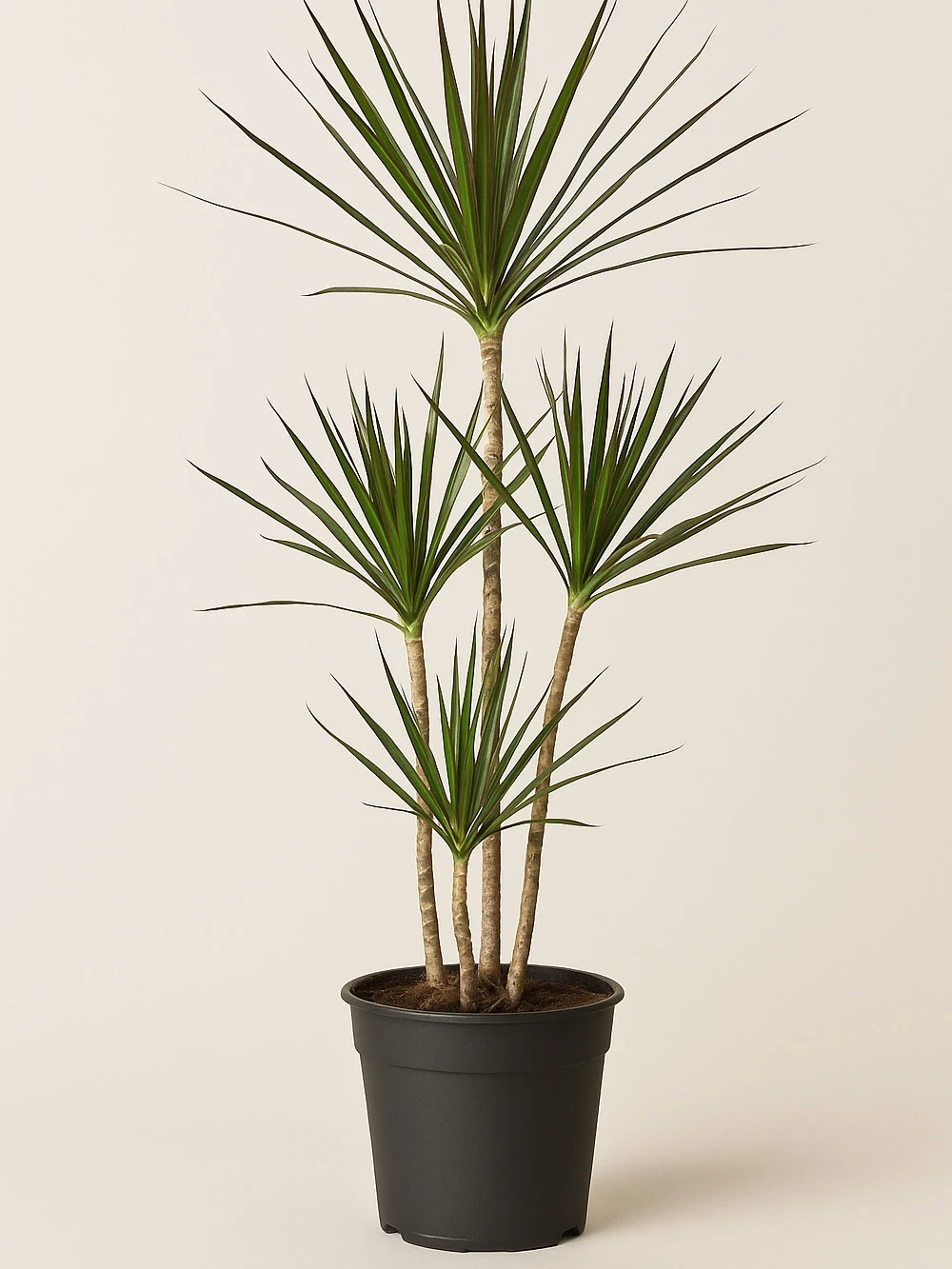 Dracaena Marginata 4 Kök 140 cm Dracaena Marginata 4 Kök 140 cm - salon-ofis-bitkileri - Lalezar Botanik