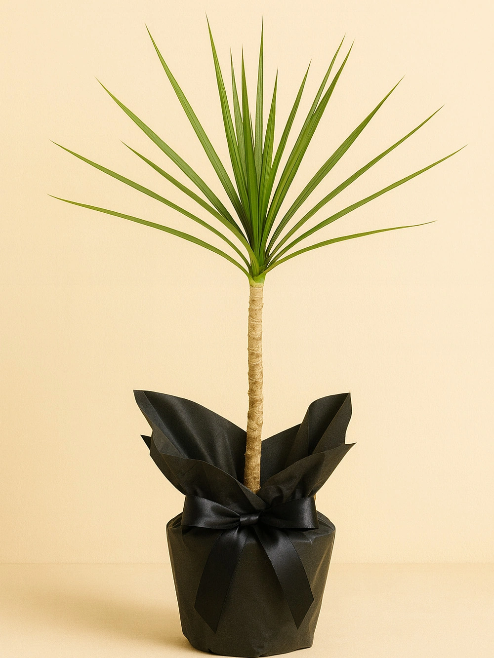 Dracaena Marginata Tek Kök Hediye Paketli Dracaena Marginata Tek Kök Hediye Paketli - salon-ofis-bitkileri - Lalezar Botanik