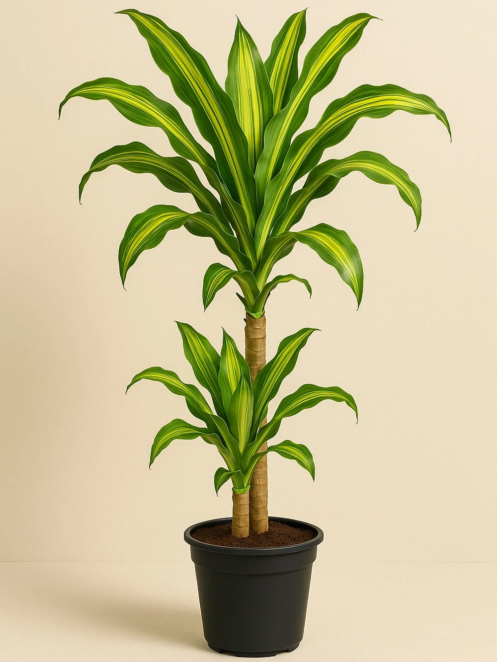 Dracaena Massengena 2 Kök 90 cm Dracaena Massengena 2 Kök 90 cm - salon-ofis-bitkileri - Lalezar Botanik
