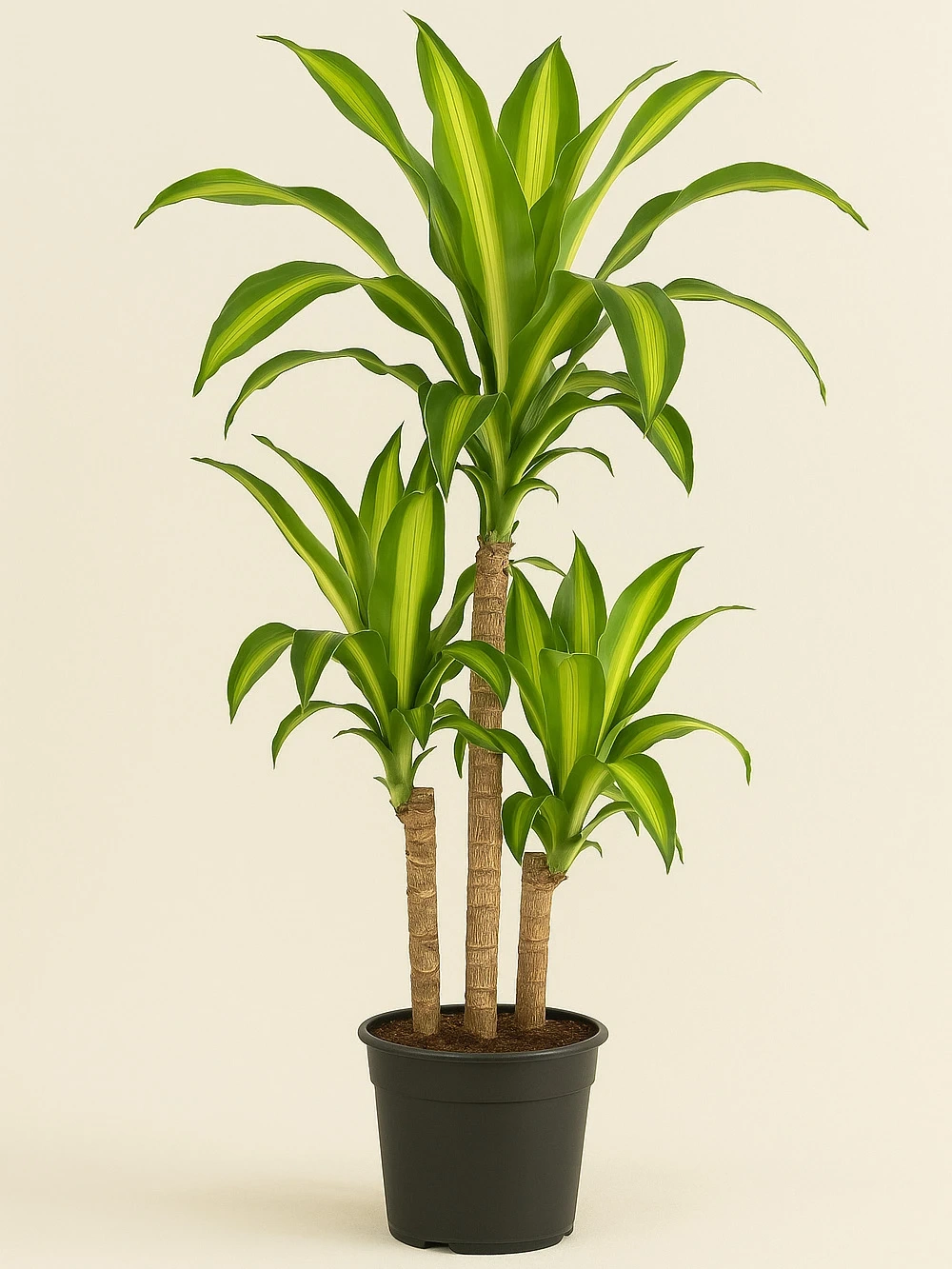 Dracaena Massengena 3 Kök 110 cm Dracaena Massengena 3 Kök 110 cm - salon-ofis-bitkileri - Lalezar Botanik