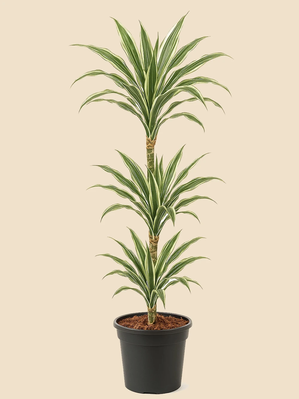 Dracaena Warneckii 3 Kök 110 cm Dracaena Warneckii 3 Kök 110 cm - salon-ofis-bitkileri - Lalezar Botanik
