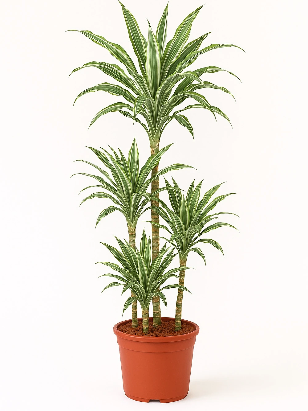 Dracaena Warneckii 4 Kök 160 cm Dracaena Warneckii 4 Kök 160 cm - salon-ofis-bitkileri - Lalezar Botanik