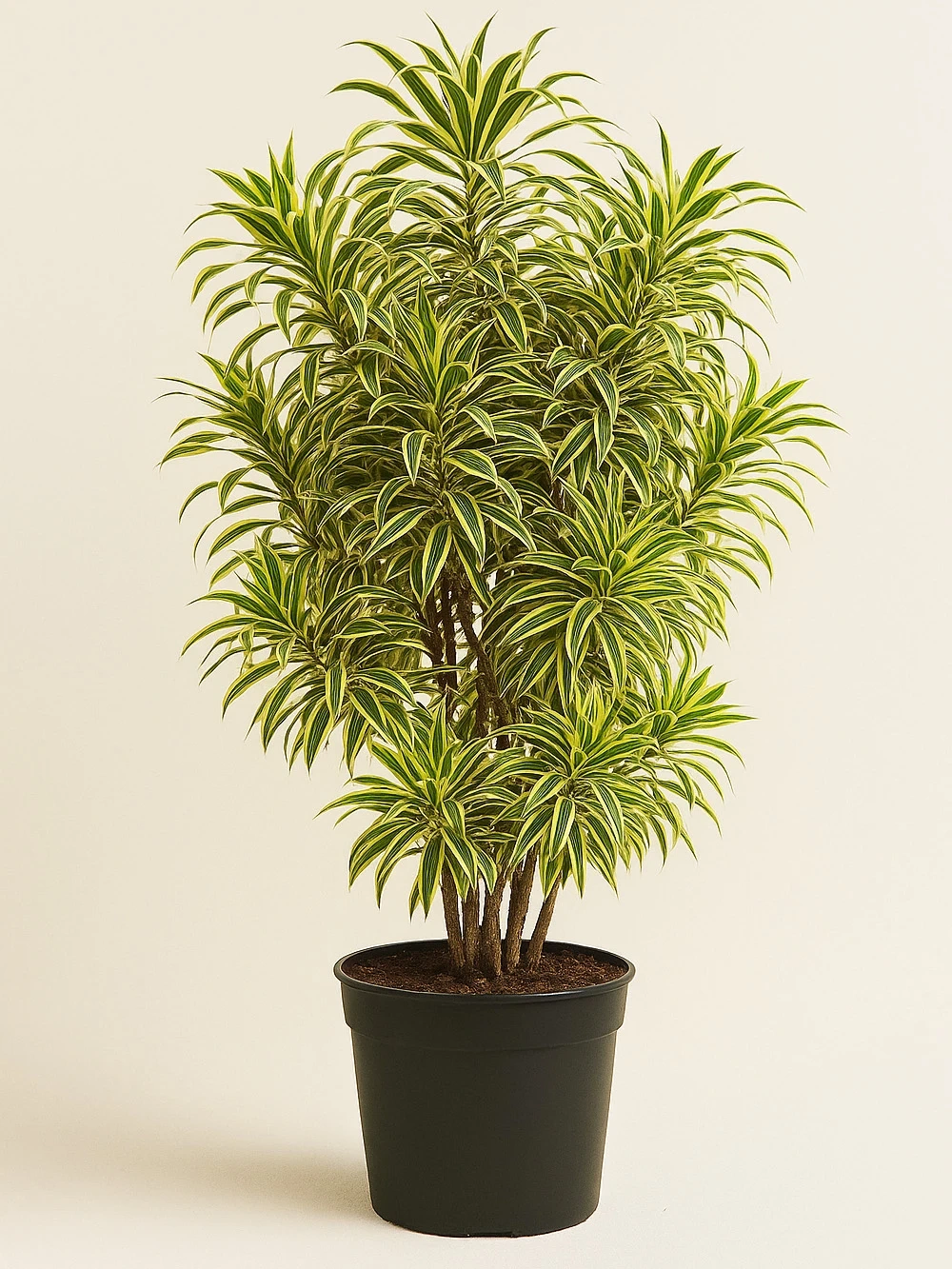 Draceaena Song Of India Anaç 160 cm - salon-ofis-bitkileri - Lalezar Botanik