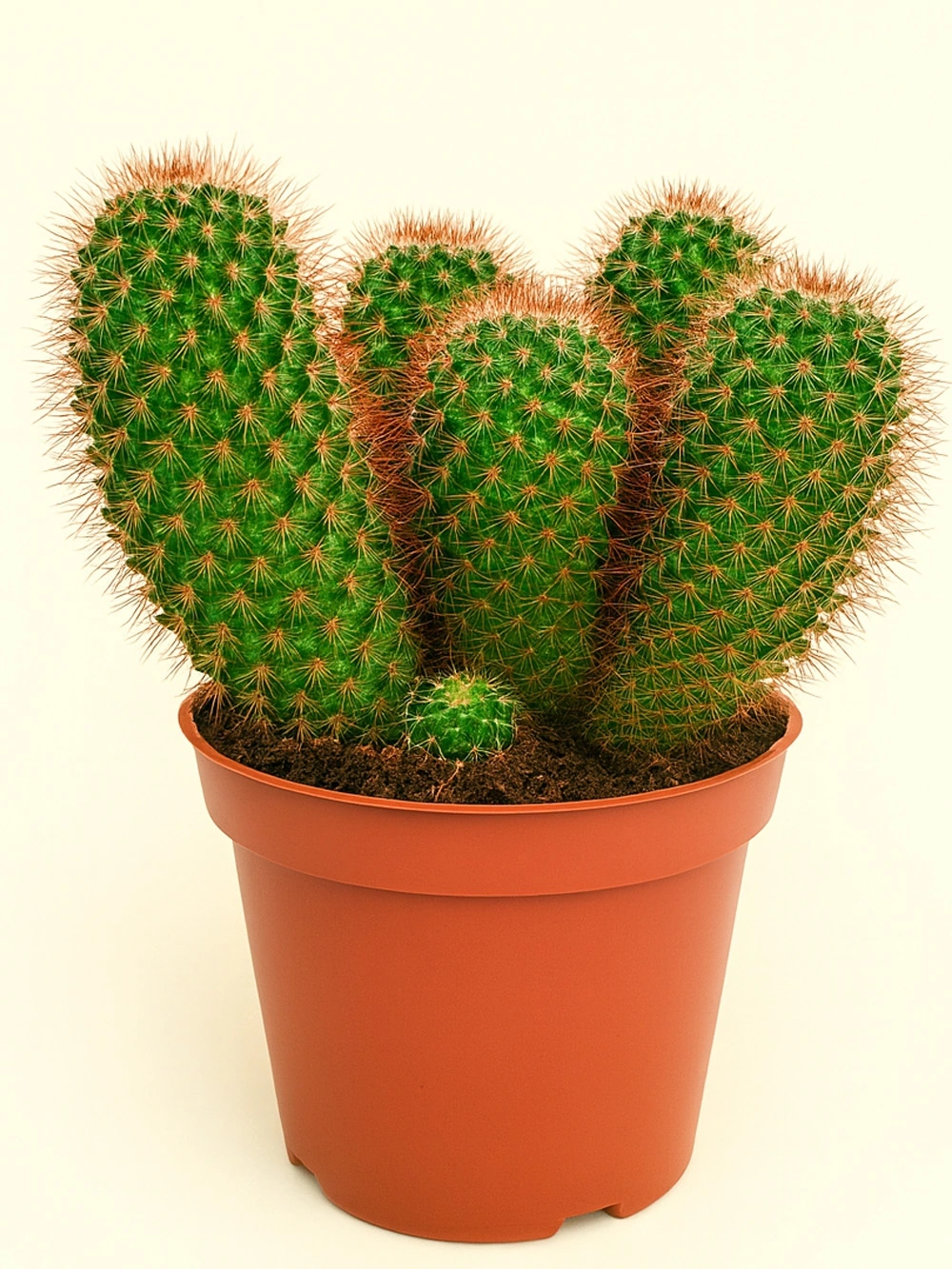 Echinopsis Chamaecereus Echinopsis Chamaecereus - salon-ofis-bitkileri - Lalezar Botanik