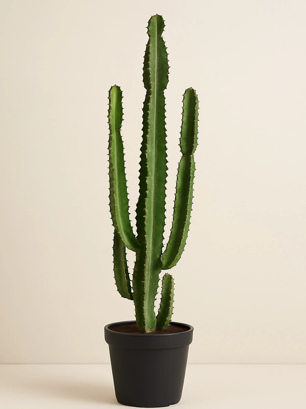 Euphorbia Ingens 120 Euphorbia Ingens 120 - salon-ofis-bitkileri - Lalezar Botanik