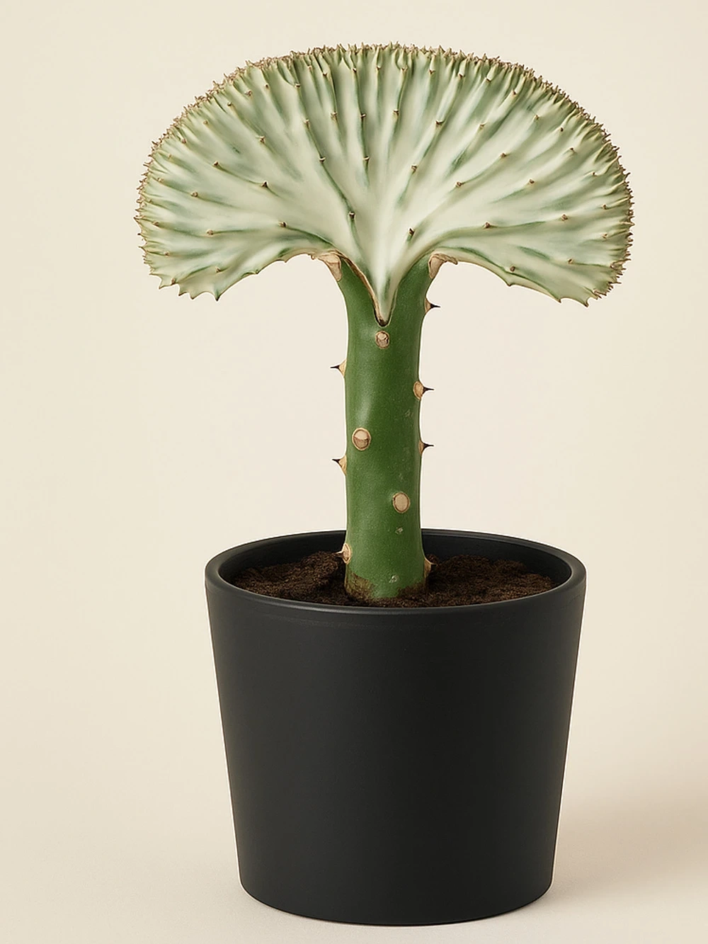 Euphorbia Cristata Euphorbia Cristata - salon-ofis-bitkileri - Lalezar Botanik