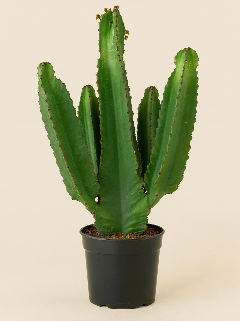 Euphorbia Ingens 90 cm Euphorbia Ingens 90 cm - salon-ofis-bitkileri - Lalezar Botanik