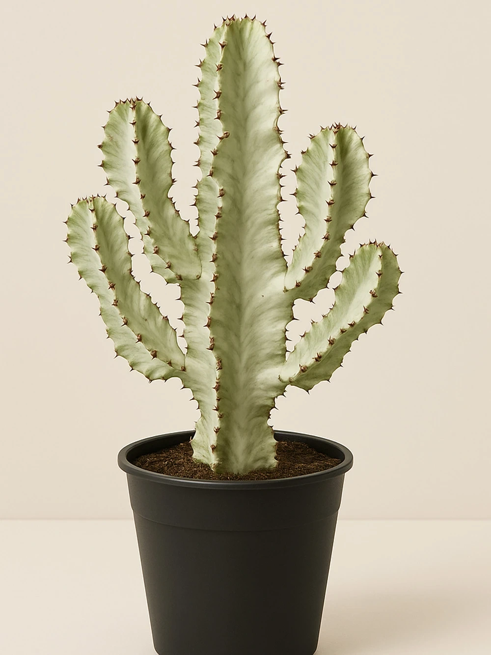 Euphorbia Ingens Variegata 85 cm - salon-ofis-bitkileri - Lalezar Botanik