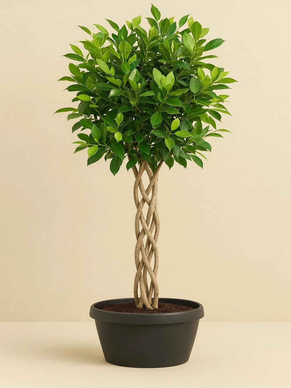 Ficus Nitida Kafes Örgü 130 cm Ficus Nitida Kafes Örgü 130 cm - salon-ofis-bitkileri - Lalezar Botanik