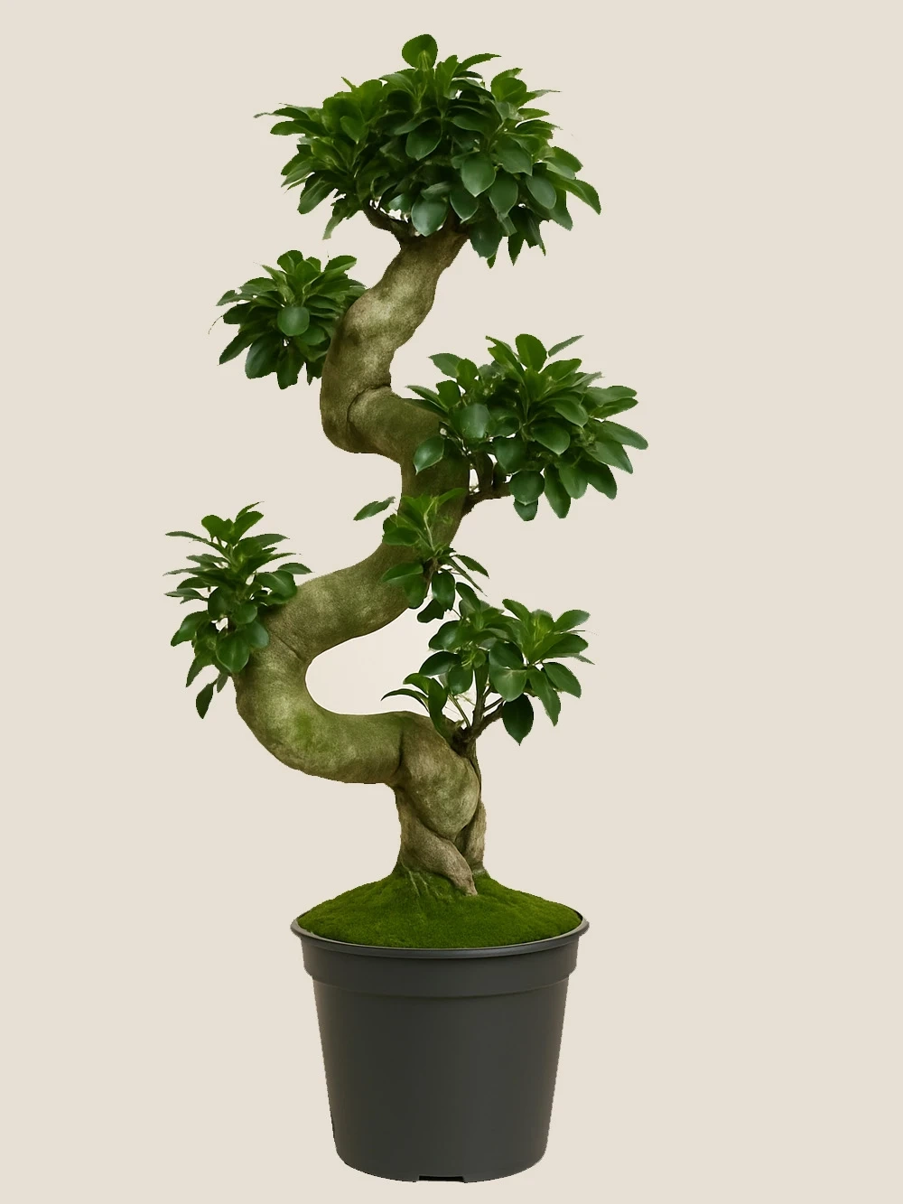 Ficus S Bonsai 100 cm Ficus S Bonsai 100 cm - salon-ofis-bitkileri - Lalezar Botanik