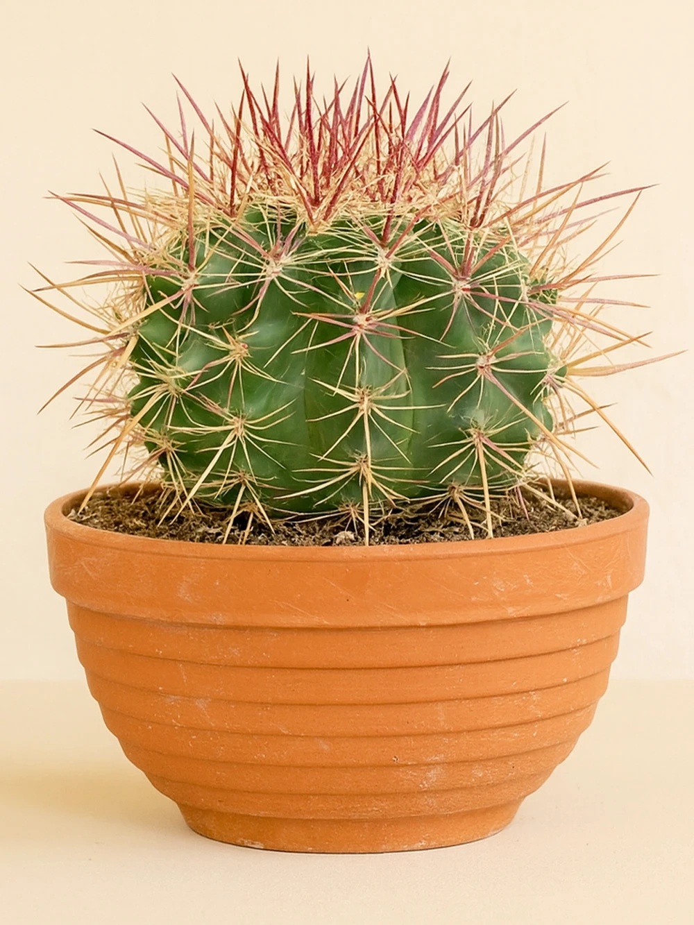 Golden Barrel Cactus Golden Barrel Cactus - salon-ofis-bitkileri - Lalezar Botanik