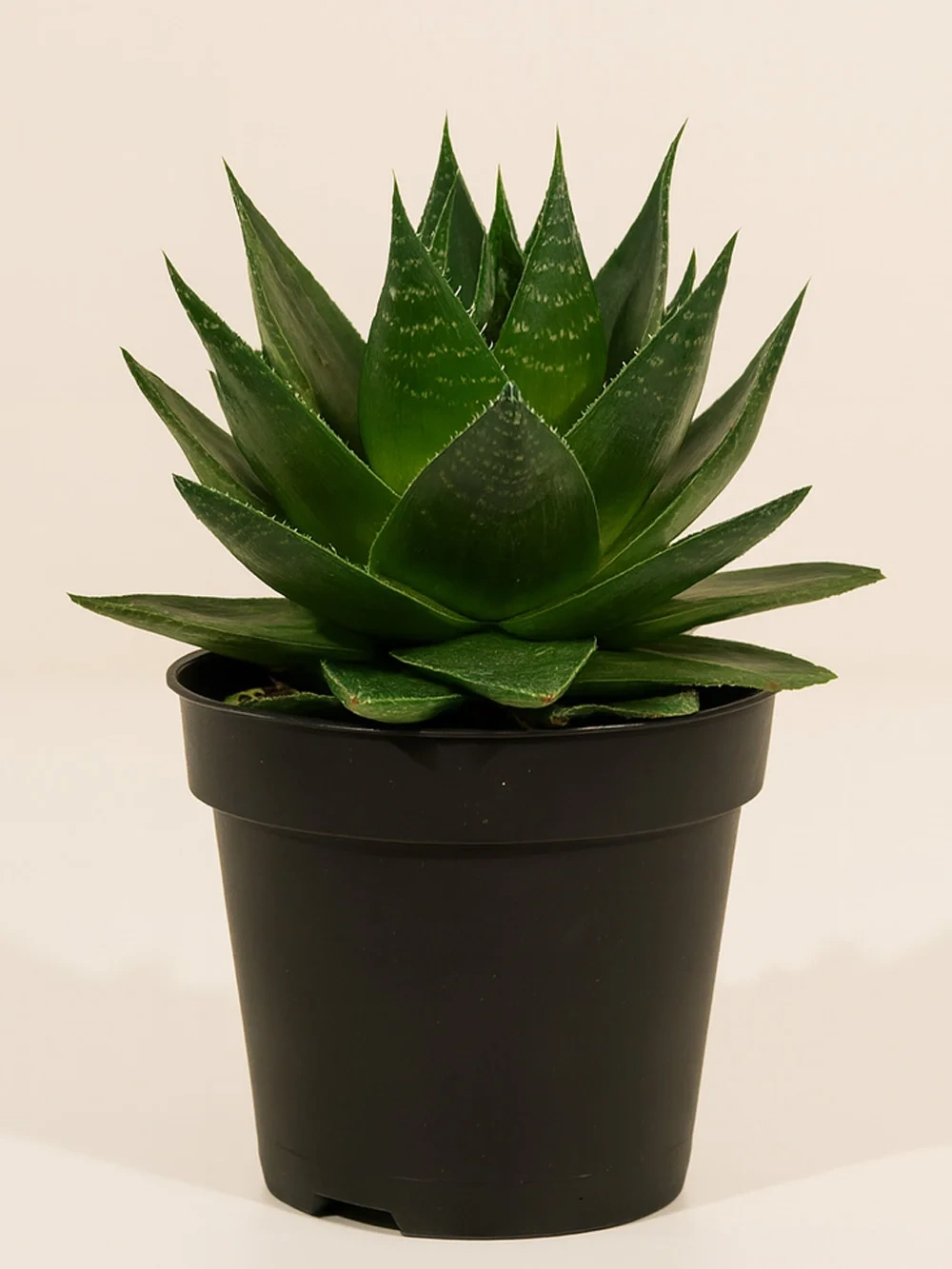 Haworthia Fasciata Haworthia Fasciata - salon-ofis-bitkileri - Lalezar Botanik