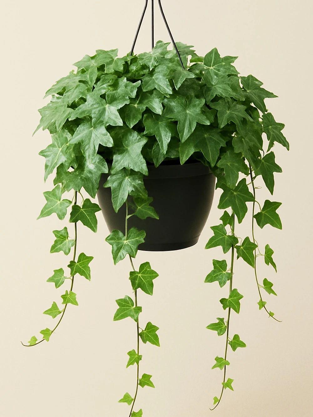 Hedera Helix Askılı 130 cm Hedera Helix Askılı 130 cm - salon-ofis-bitkileri - Lalezar Botanik