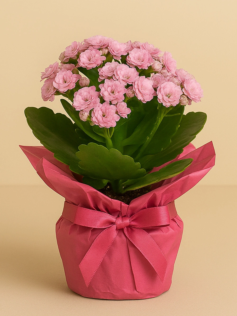 Kalanchoe Pembe Hediye Paketli Kalanchoe Pembe Hediye Paketli - salon-ofis-bitkileri - Lalezar Botanik
