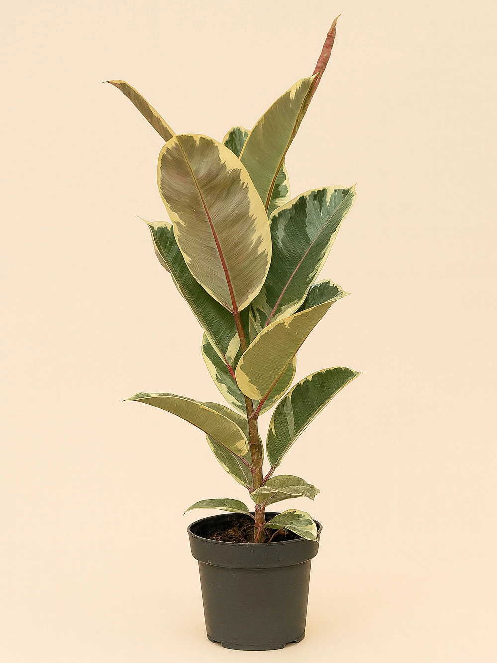 Kauçuk - Alacalı Tek Kök İthal 70cm Kauçuk - Alacalı Tek Kök İthal 70cm - salon-ofis-bitkileri - Lalezar Botanik