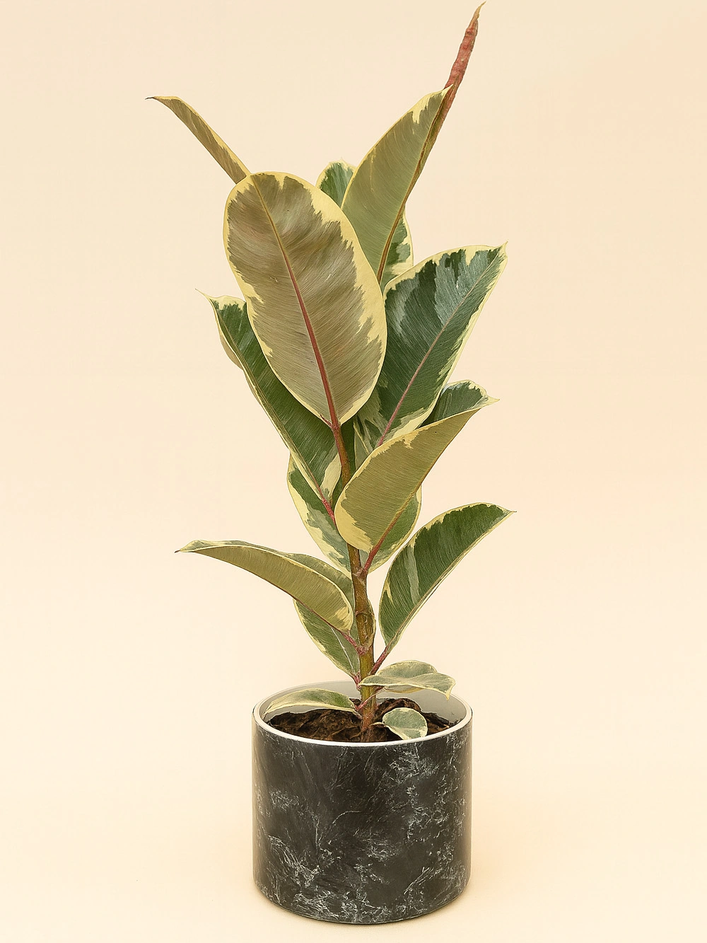 Kauçuk - Alacalı Tek Kök İthal 70cm Dekoratif Saksılı Kauçuk - Alacalı Tek Kök İthal 70cm Dekoratif Saksılı - salon-ofis-bitkileri - Lalezar Botanik