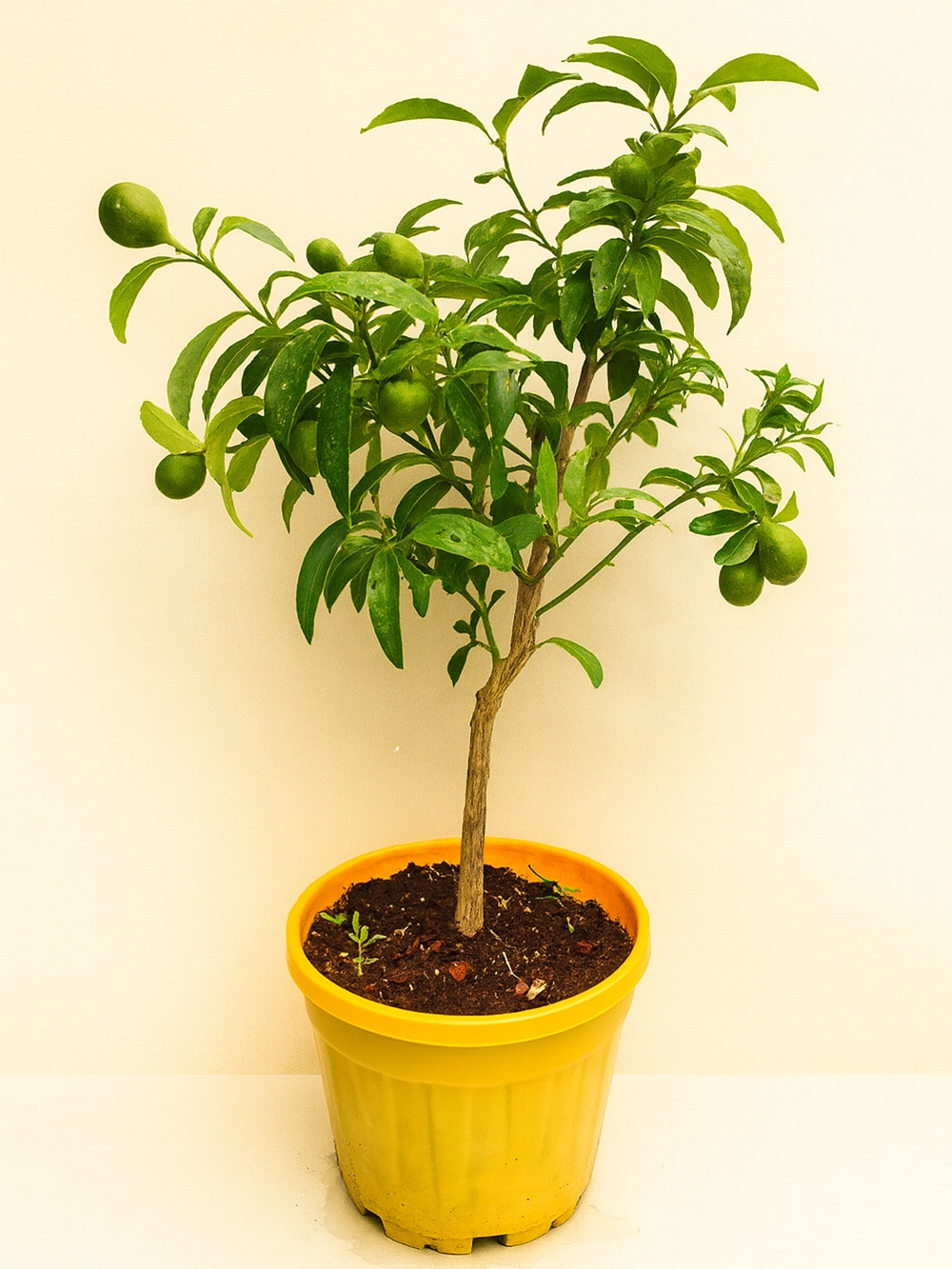 Kumkuat - Kamkat Ağacı - dis-mekan-bitkileri - Lalezar Botanik