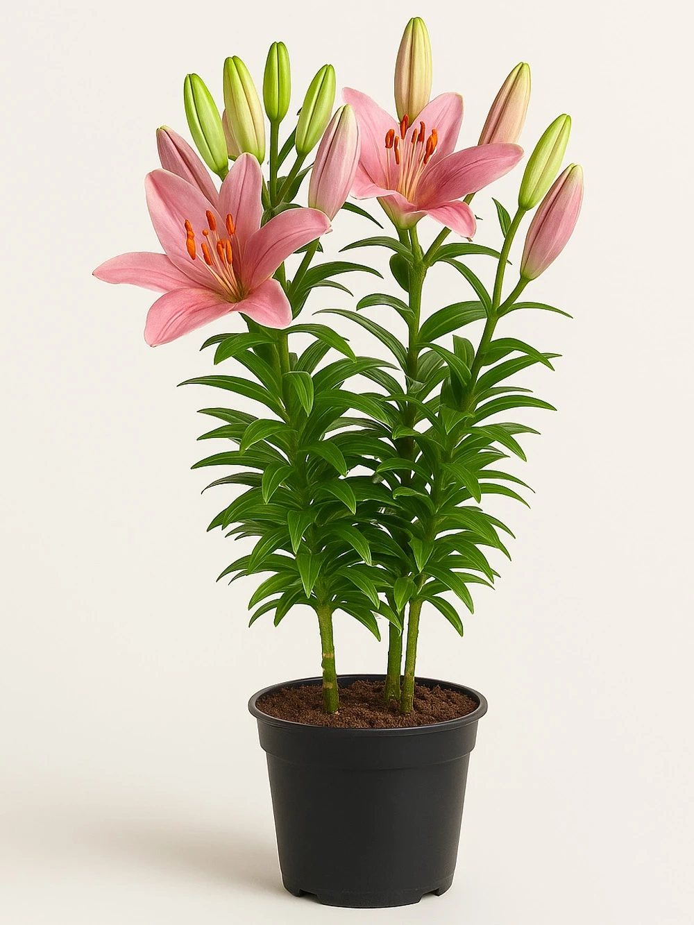 Lilyum Lilyum - salon-ofis-bitkileri - Lalezar Botanik