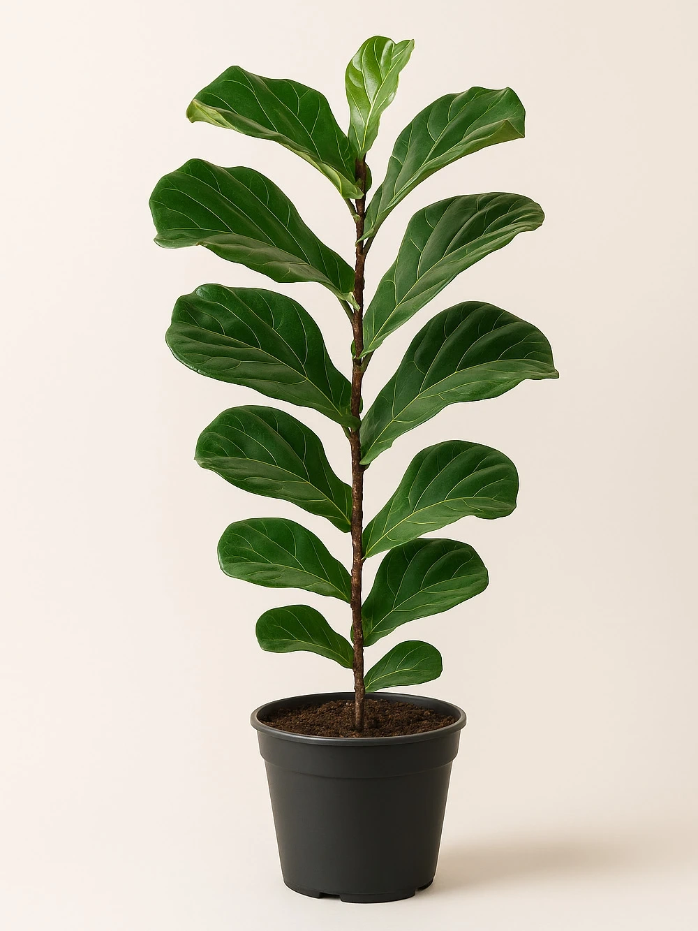 Lyrata 140 cm - salon-ofis-bitkileri - Lalezar Botanik