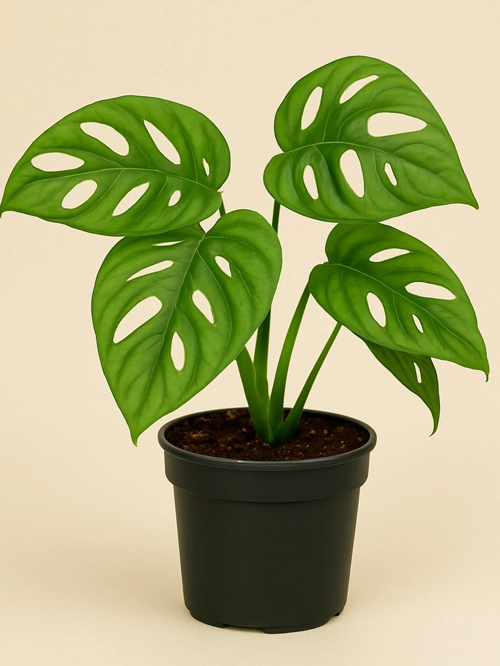 Monstera Adonsonii Monstera Adonsonii - salon-ofis-bitkileri - Lalezar Botanik