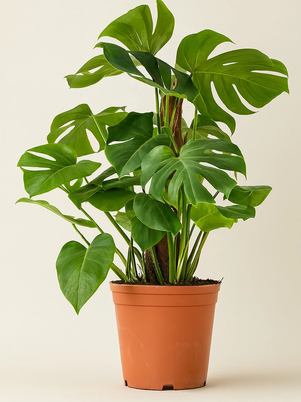 Monstera Deliciosa / Deve Tabanı 130 cm Mons Çubuklu Monstera Deliciosa / Deve Tabanı 130 cm Mons Çubuklu - salon-ofis-bitkileri - Lalezar Botanik