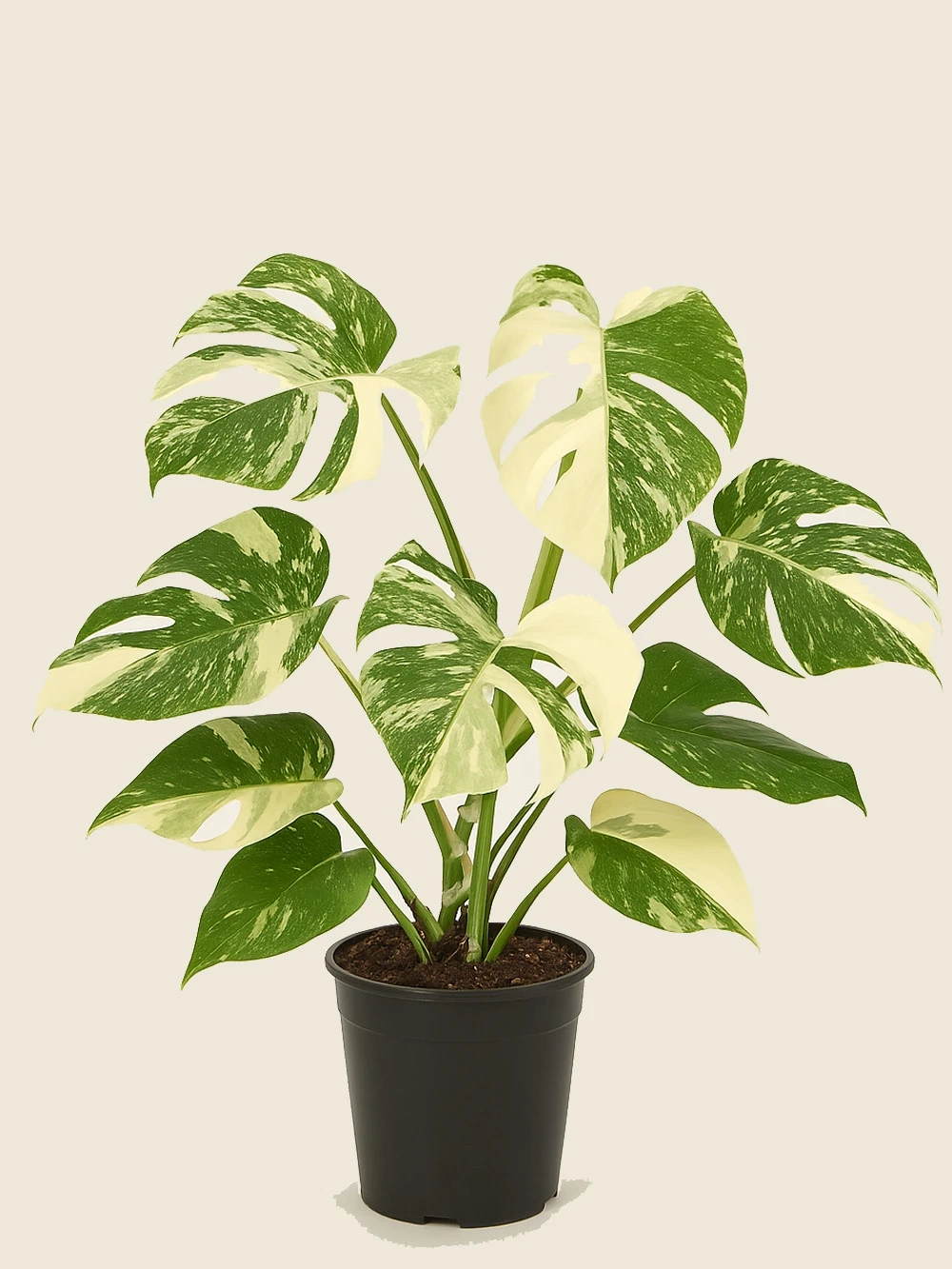Monstera Variegata Monstera Variegata - salon-ofis-bitkileri - Lalezar Botanik