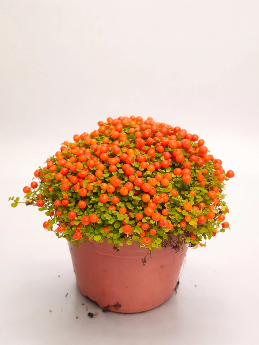 Nertera Granadensis - salon-ofis-bitkileri - Lalezar Botanik