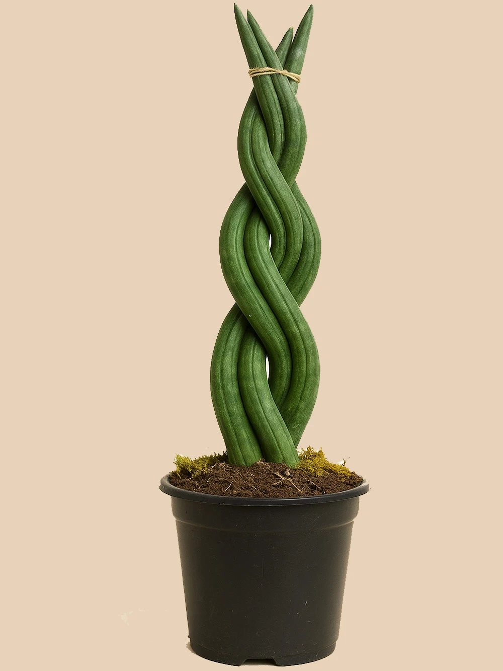 Örgülü Sansevieria Paşa Kılıcı Örgülü Sansevieria Paşa Kılıcı - salon-ofis-bitkileri - Lalezar Botanik