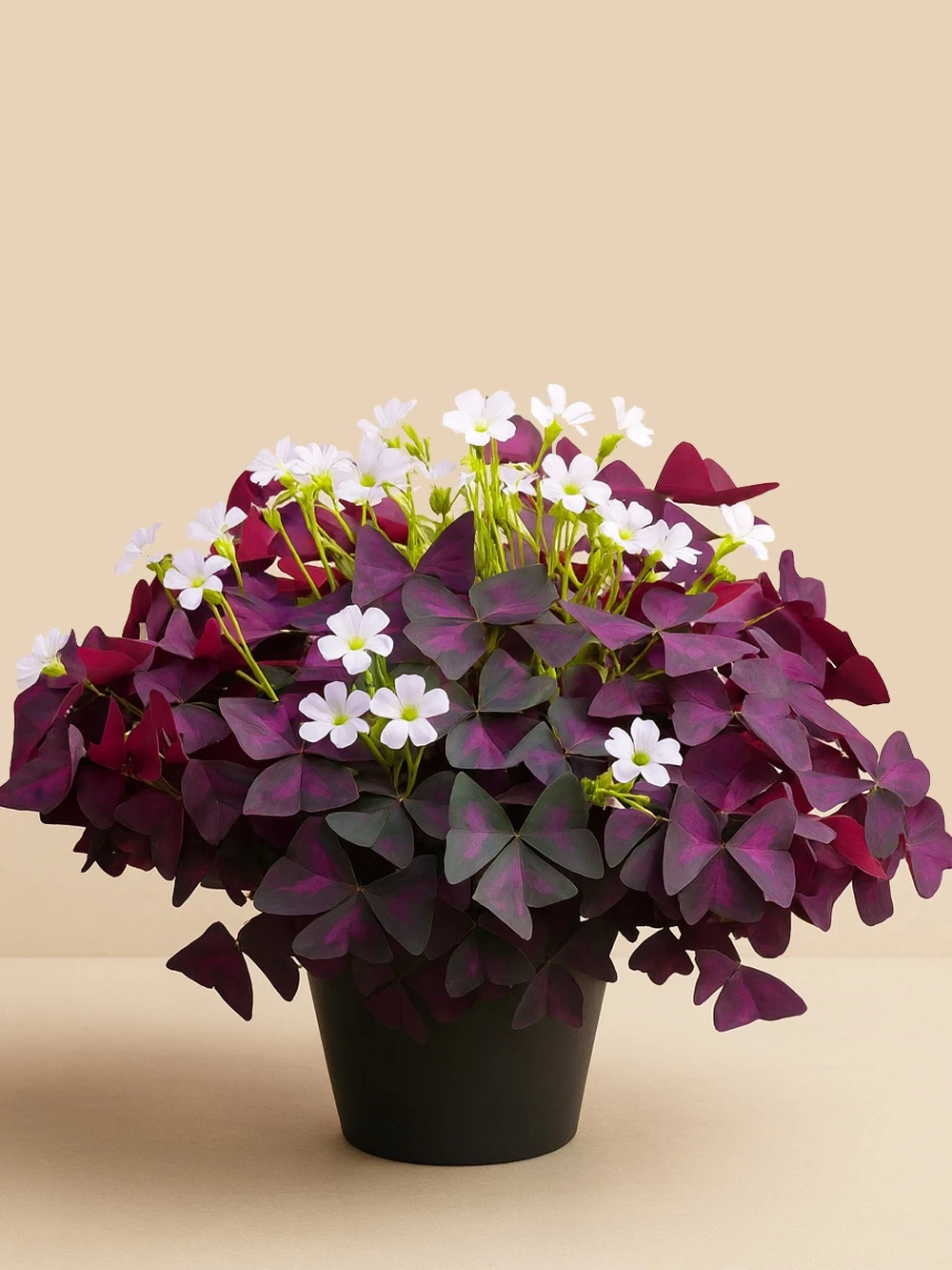 Oxalis ( Süs Yoncası ) Oxalis ( Süs Yoncası ) - salon-ofis-bitkileri - Lalezar Botanik