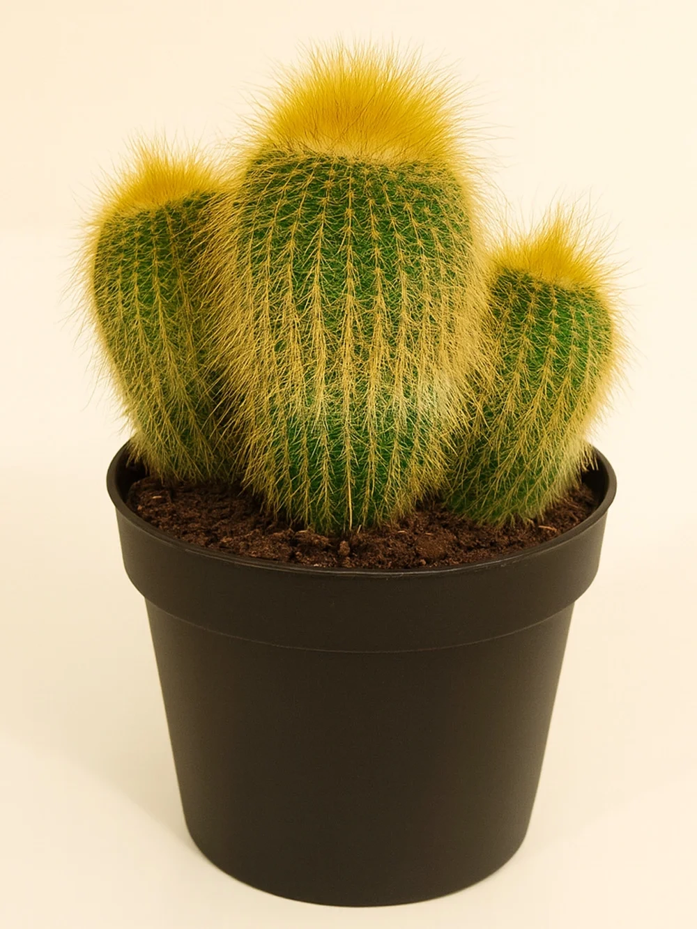 Parodia Leninghausii Parodia Leninghausii - salon-ofis-bitkileri - Lalezar Botanik