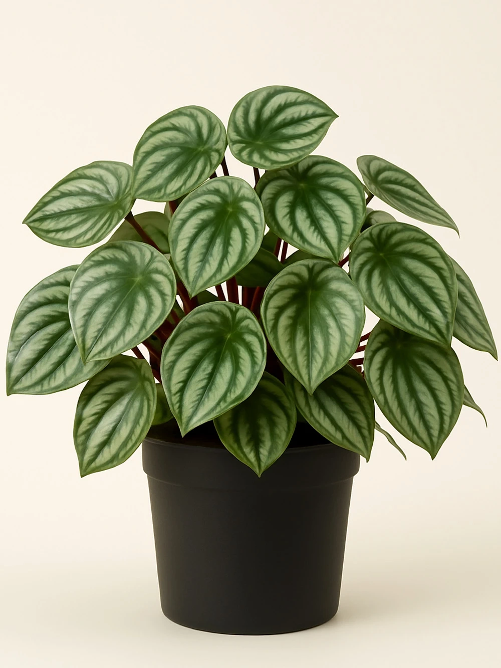 Peperomia Argyreia - salon-ofis-bitkileri - Lalezar Botanik