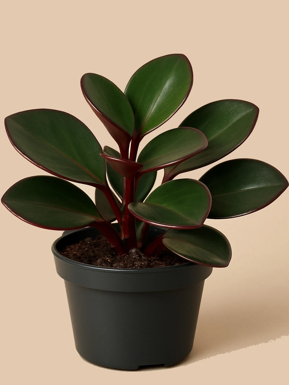 Peperomia Clusiifolia Red Margin - salon-ofis-bitkileri - Lalezar Botanik