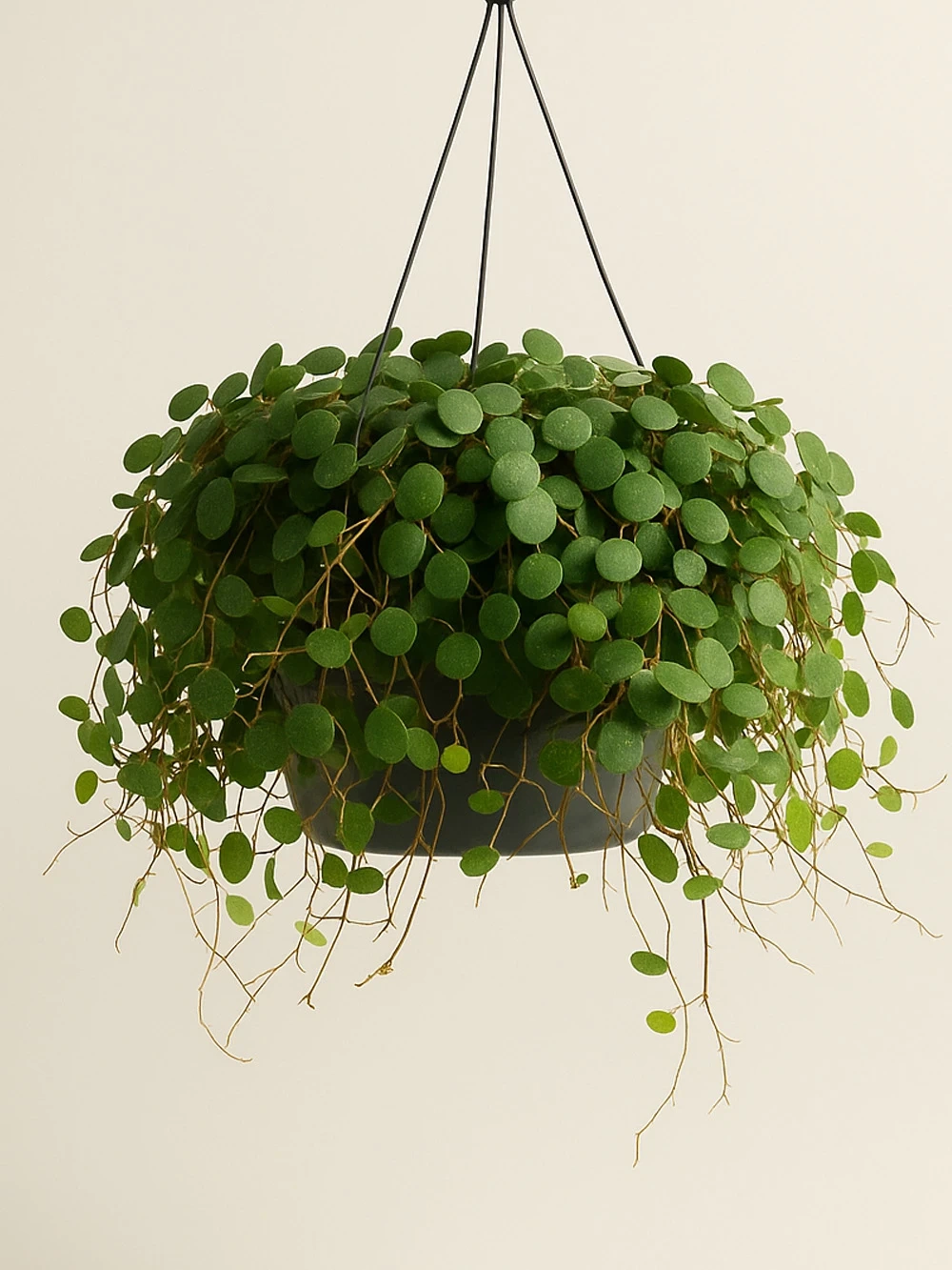 Peperomia Prostrata Pepperspot Peperomia Prostrata Pepperspot - salon-ofis-bitkileri - Lalezar Botanik