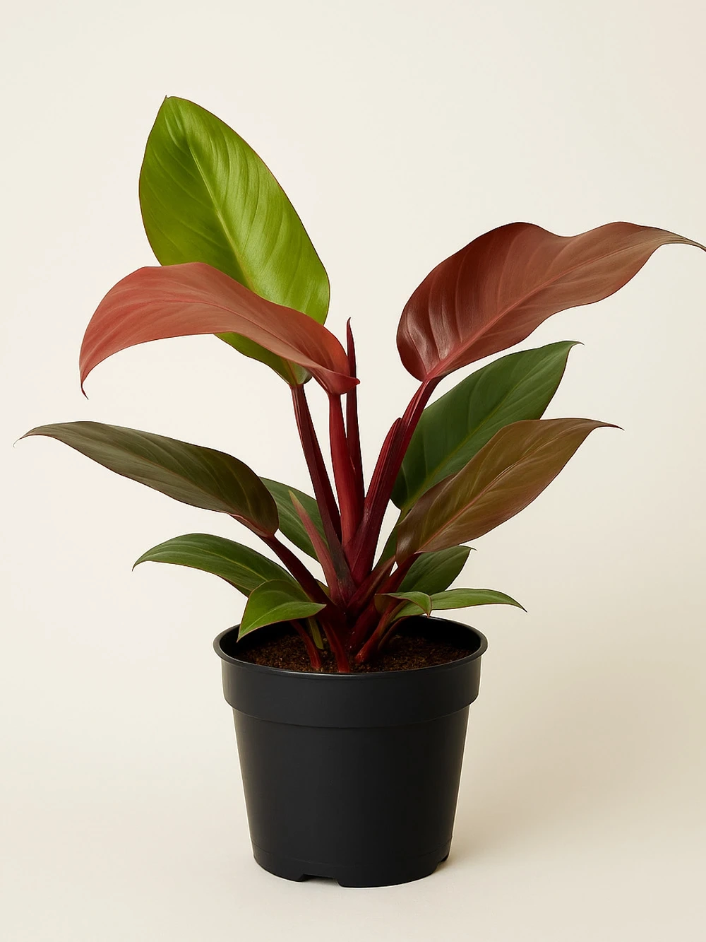 Philodendron Red 50 cm Philodendron Red 50 cm - salon-ofis-bitkileri - Lalezar Botanik