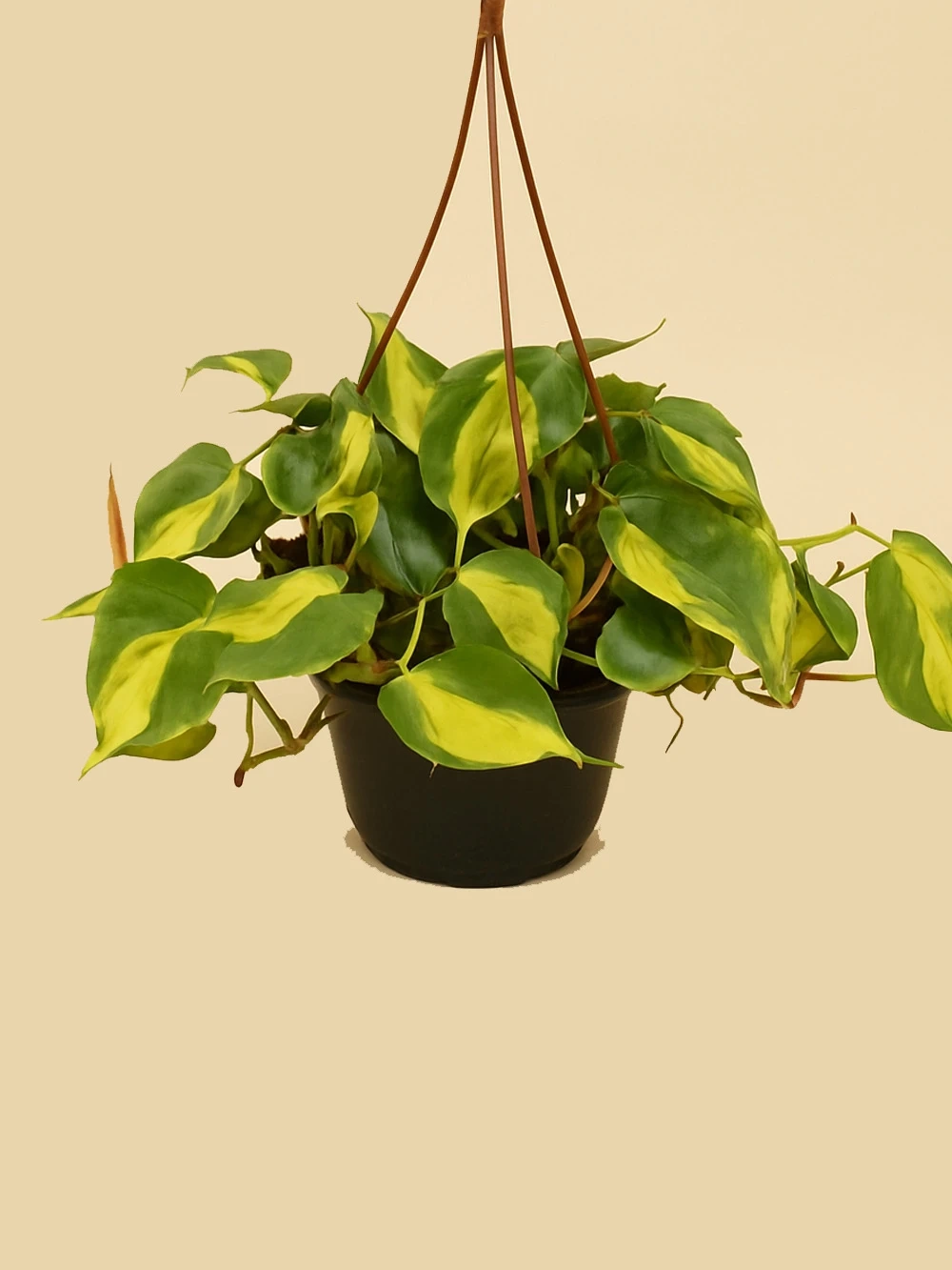 Philodendron Scandens Brasil Philodendron Scandens Brasil - salon-ofis-bitkileri - Lalezar Botanik