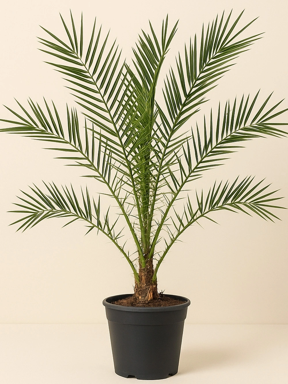 Phoenix Canariensis - Kanarya Hurması 150 cm Phoenix Canariensis - Kanarya Hurması 150 cm - dis-mekan-bitkileri - Lalezar Botanik